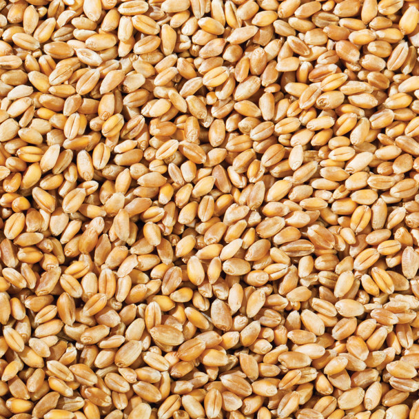 Wheat Grain Organic